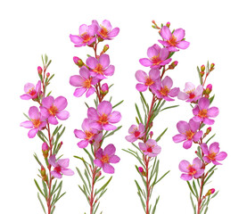 Delicate pink flowers in nature floral arrangement bright light isolated on transparent background