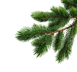 Obraz premium Exploring evergreen pine branches forest nature isolated on transparent background