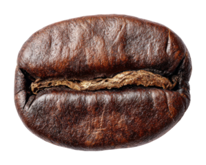 Coffee bean kitchen food natural light detail isolated on transparent background