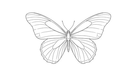 Line Art Butterfly Minimalist Design