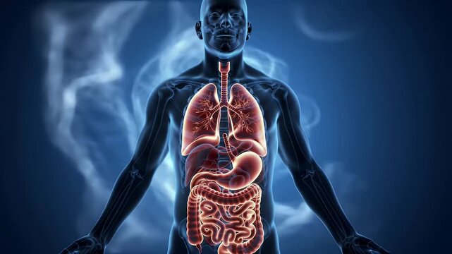 Detailed 3D Animation of Human Body Highlighting Respiratory and Digestive Systems in Orange Against Deep Blue Background with Subtle Smoke Effect for Medical and Educational Purposes