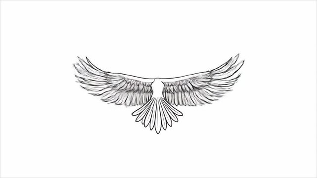 Bird wings illustration graphic design