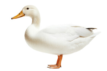 Obraz premium High resolution full body white duck image for graphic design and illustration projects, stock photo, vector, clip art, isolated on transparent background