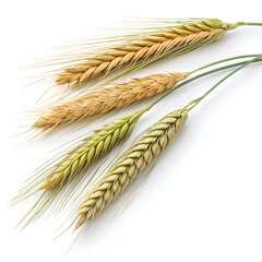 Close-up of triticale grains isolated on a white background, featuring their elongated shape, golden