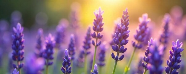 Naklejka premium Close-up of fragrant lavender blossoms, bathed in soft sunlight, evoking serenity and spiritual calm Perfect for meditation, yoga, or aromatherapy concepts , calming, delicate, beauty
