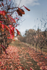 Perth, Australia. Beautiful persimmon trees with beautiful autumn colours and blue sky in Western Australia. Beautiful colourful leaves of the vineyards. The view of picturesque vineyards with autumn 