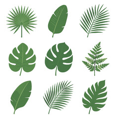 Fototapeta premium Delicate leaves leaf wide vector palm frond coconut tropical philodendron icon banana