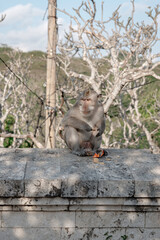 A wild long-tailed macaque monkey sits on a stone wall, eating a snack while looking at the camera....