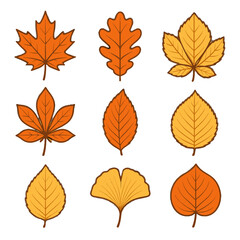 Naklejka premium Round maple fan lobed vector autumn birch aspen beech leaf icon