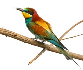 Obraz premium A stunning lilac-breasted roller and a colorful kingfisher perched on a branch, showcasing the beautiful wildlife of nature