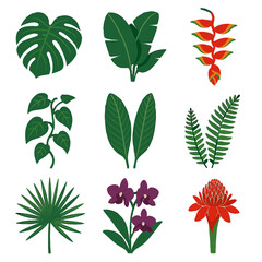 Naklejka premium Rainforest plant climber fronds icon sword emerald palmetto icons blooms heliconia vector