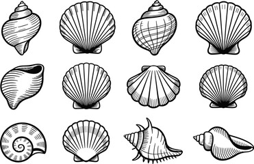 Seashell collection marine mollusk species, spiral conch scallop shell variety, ocean beach coastal nature pattern, detailed line drawing, flat vector illustration
