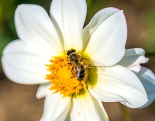 Bee on White Flower Garden