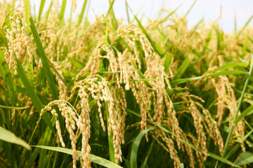 稲穂