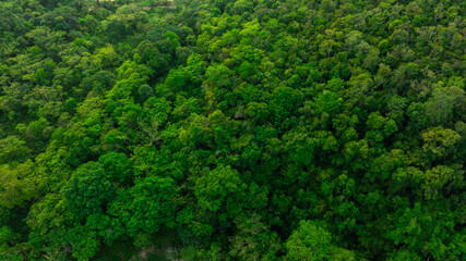 aerial view of dark green forest Abundant natural ecosystems of rainforest. Concept of nature forest preservation and reforestation.	
