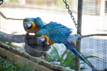 blue and yellow macaw ara