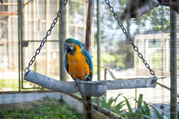 yellow and green parrot