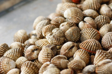 Fresh cockles stacked together, close-up view of raw shellfish with textured ridged shells, natural seafood background for culinary and market concepts.
