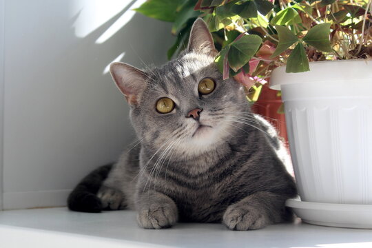 A playful grey cat sits on the windowsill and looks with cunning eyes.