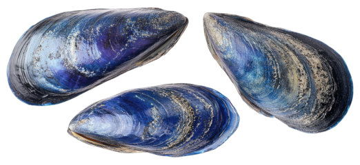 Three iridescent mussel shells