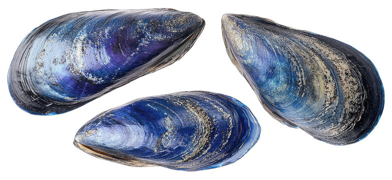 Three iridescent mussel shells