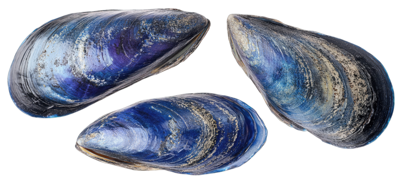 Three iridescent mussel shells