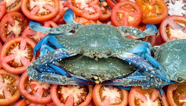 Fresh Blue Swimmer Crabs (Rajungan) on Tomato Slices - Premium Seafood Photography  