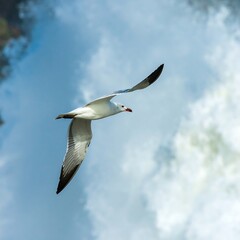 Fototapeta premium Bird Flight, Waterfall Background