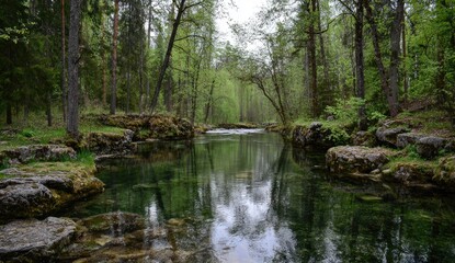 Still Water In Forest