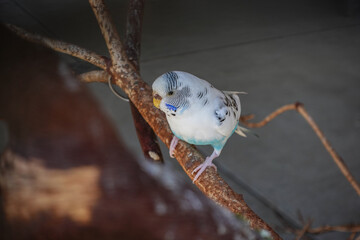 wild bird on tree branch