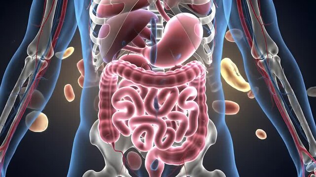 Detailed 3D Animation of the Human Digestive System Featuring the Stomach Liver and Intestines with Flowing Blood Cells Perfect for Medical Education and Scientific Visualization