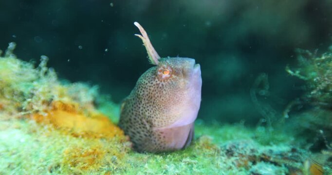 Small blenny fish belonging to the family Blenniidae, scientific name is Blennius sanguinolentus inhabitants of coral reefs, Red Sea, Black Sea. Close-up poking its head out from a hole and breathing