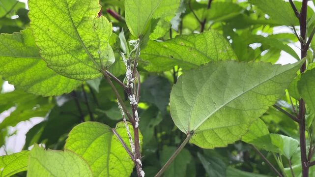 Hibiscus Plant Disease Symptoms | Gudhal Plant Leaves Turning Unhealthy