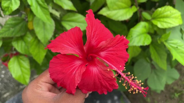 Hand Holding Hibiscus Flower Close Up Blur Background | Gudhal Flower in Hand Spiritual Offering