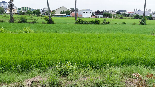 Fresh green rice field growing evenly, nurtured by fertile farmland soil