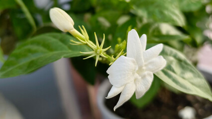 Fototapeta premium Jasmine flower glowing pure white, blossoming peacefully among green healthy leaves