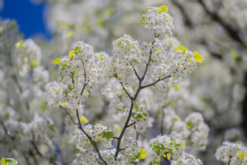 Close-up of white blossom tree flowers from a pear tree in spring. White blossom trees, nature springtime. Abstract spring seasonal background with white flowers. Easter background with copy space.