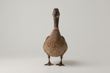 Studio Duck Portrait Bird Posing, White Background, Farm Animal Photography