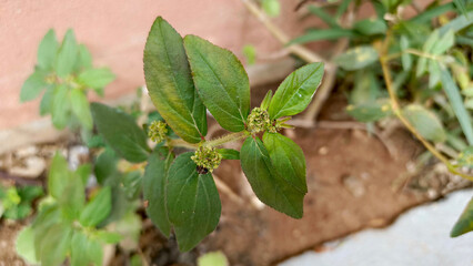 Young peanut plant spreading leaves gently, rooted firmly in brown soil