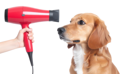 A golden retriever looks curiously at a handheld hairdryer being pointed towards it.