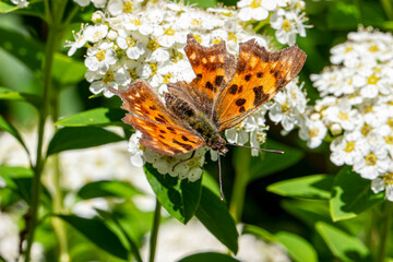 the Polygonia butterfly pollinates the white flowers of spiraea. close-up. colorful aerial...