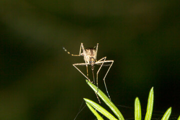 mosquito on a dark green background . wildlife. colorful detailed macro photo of an insect. close-up. space for text. screensaver.