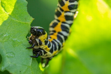 yellow white black caterpillar on a green blurred background. colorful detailed macro photo of an insect in the wild. close-up. space for text. screensaver. bokeh