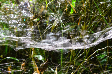 Dew covered spiderweb in meadow early in the rainy season