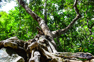 Obraz premium tree roots and green forest jungle mountains, at Doi Suthep-Pui National Park,Chiang mai, Northern Thailand.