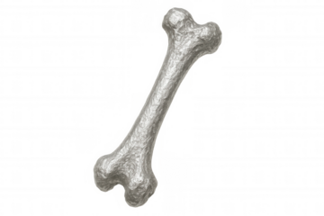 Silver bone on a transparent background, perfect for projects related to health, anatomy, or medical concepts