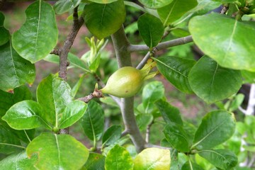 Close-up of Gardenia saxatilis Geddes in the garden.