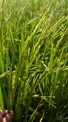 A serene and vibrant image showcasing healthy green rice plants thriving in a traditional paddy field. The fresh, natural setting reflects the beauty of rural agriculture
