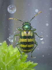 Close up of Acalymma vittatum, the striped cucumber beetle on a green leaf
