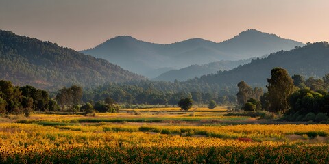Obraz premium Golden Hour Glow on a Sunflower Meadow with Distant, Misty Mountain Silhouettes